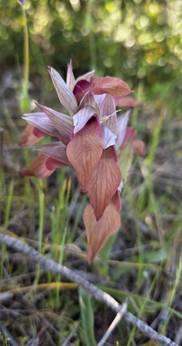 Serapias neglecta, photograph 6