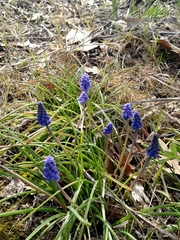 Muscari