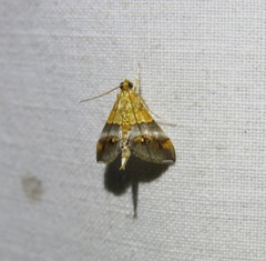 Tetracona amathealis
