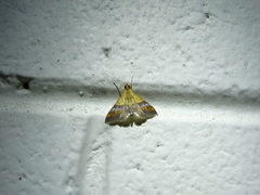 Tetracona amathealis