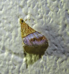 Tetracona amathealis