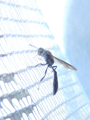 Trypoxylon lactitarse