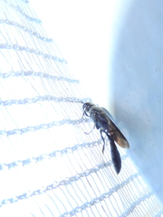 Trypoxylon lactitarse