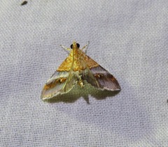 Tetracona amathealis