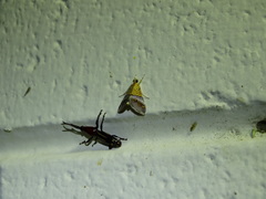 Tetracona amathealis