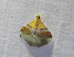 Tetracona amathealis
