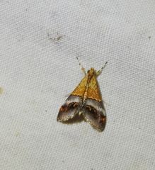 Tetracona amathealis