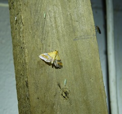 Tetracona amathealis