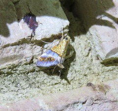 Tetracona amathealis