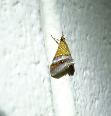 Tetracona amathealis