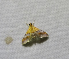 Tetracona amathealis