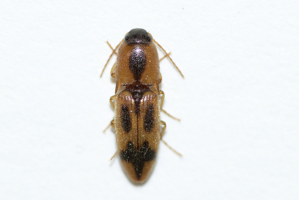 Sweet Click Beetle