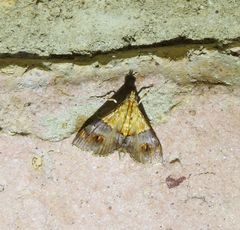 Tetracona amathealis