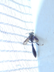 Trypoxylon lactitarse