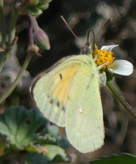 Colias electo electo