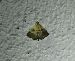 Tetracona amathealis