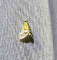 Tetracona amathealis