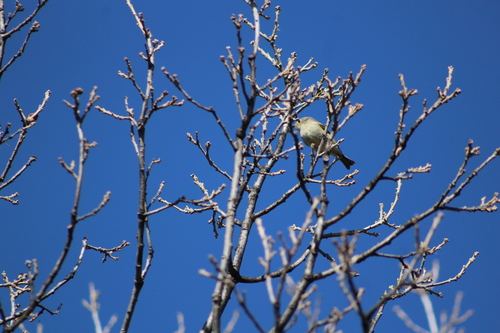 Ruby-crowned Kinglet photographed in North Dakota