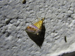Tetracona amathealis