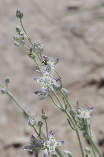 Sunnyside frasera (Frasera gypsicola)