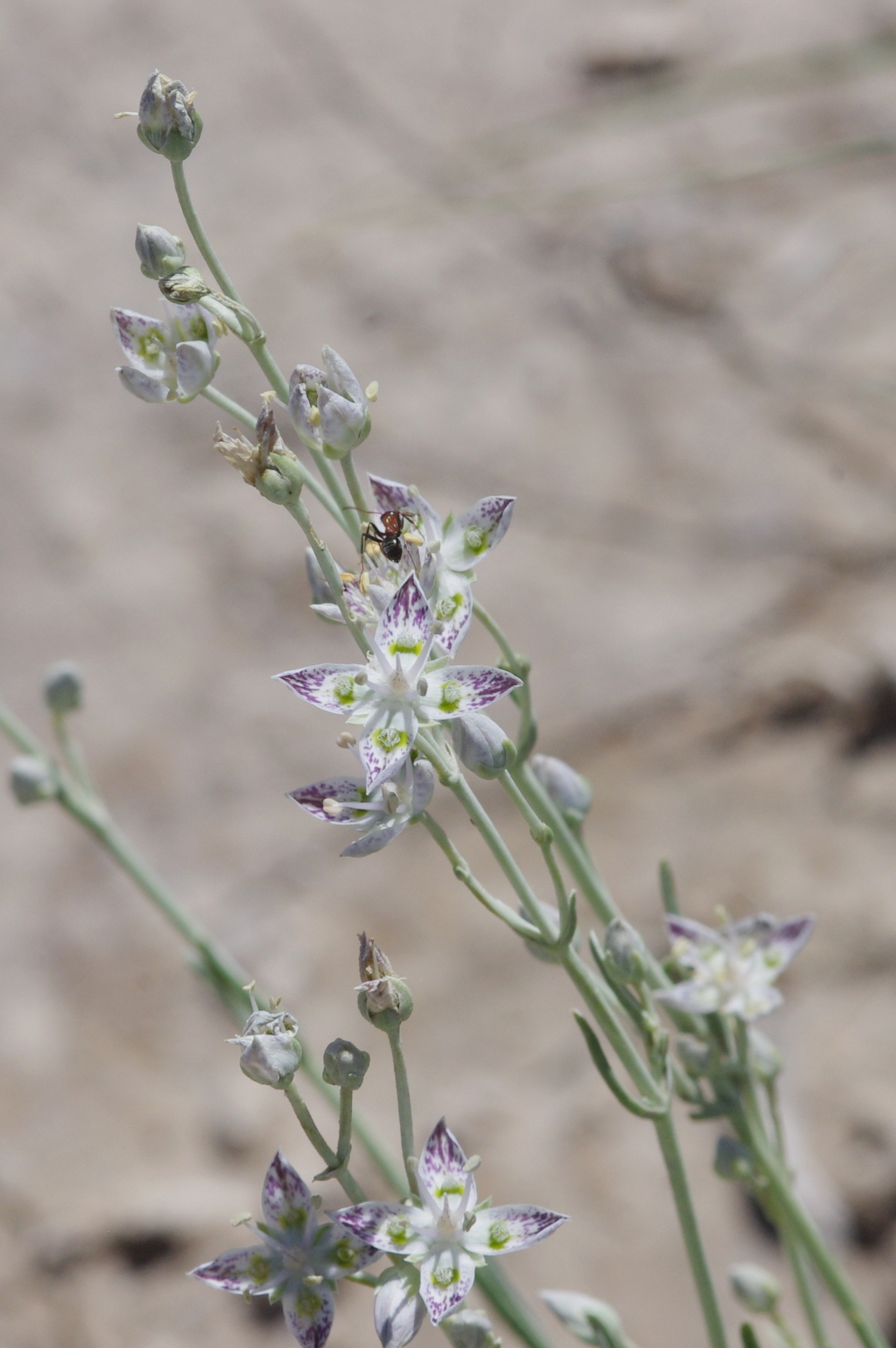 Frasera gypsicola