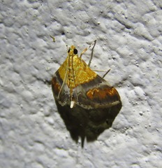 Tetracona amathealis