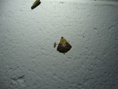 Tetracona amathealis