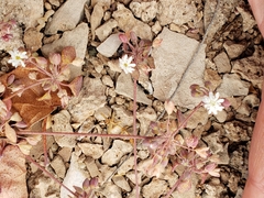 Drymaria holosteoides