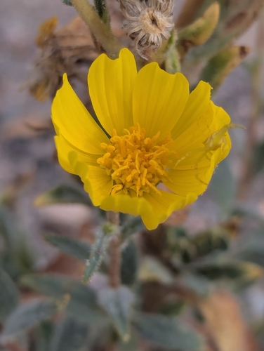 Desert Sunflower (Geraea canescens)