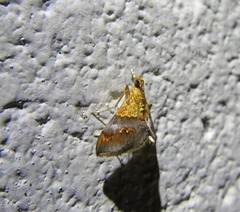 Tetracona amathealis