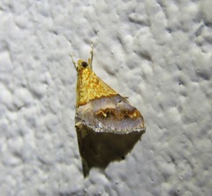 Tetracona amathealis