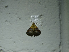 Tetracona amathealis