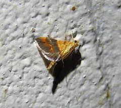 Tetracona amathealis