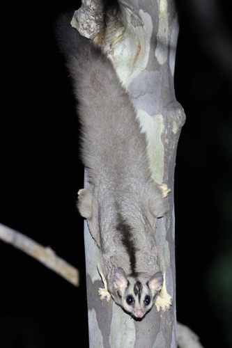 Squirrel Glider
