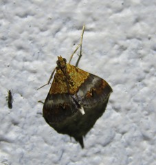 Tetracona amathealis