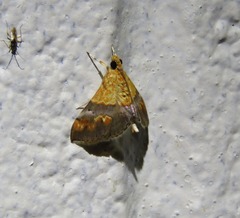 Tetracona amathealis
