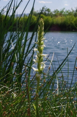 Spiranthes diluvialis