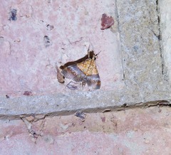 Tetracona amathealis