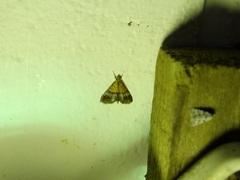 Tetracona amathealis