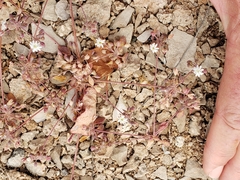 Drymaria holosteoides