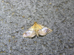 Tetracona amathealis