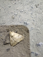 Pandesma robusta