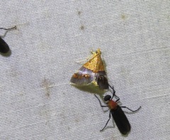 Tetracona amathealis