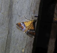 Tetracona amathealis