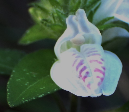 Buckweed (Isoglossa ciliata)