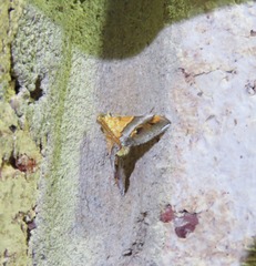 Tetracona amathealis