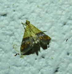 Tetracona amathealis