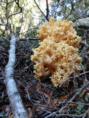 Ramaria capitata ochraceosalmonicolor