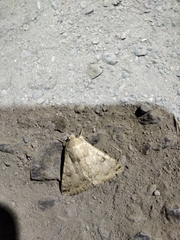 Pandesma robusta