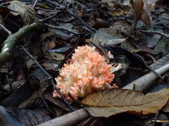 Ramaria capitata ochraceosalmonicolor